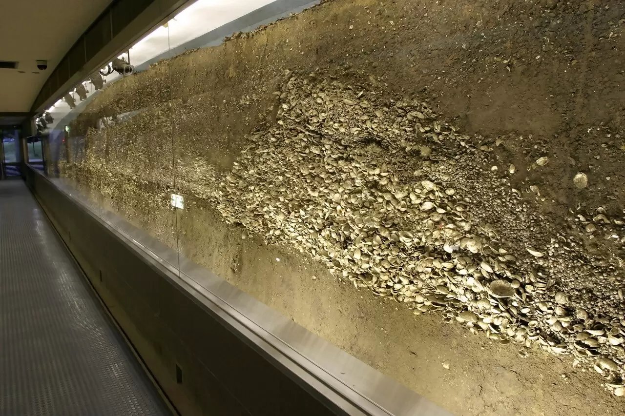 🏛️ 치바 시립 가소리 패총 박물관(지바 시리쓰 가소리 가이즈카 하쿠부쓰칸) 이미지 6